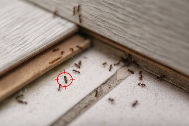 Reliable Palestine, TX Pest Control Solutions